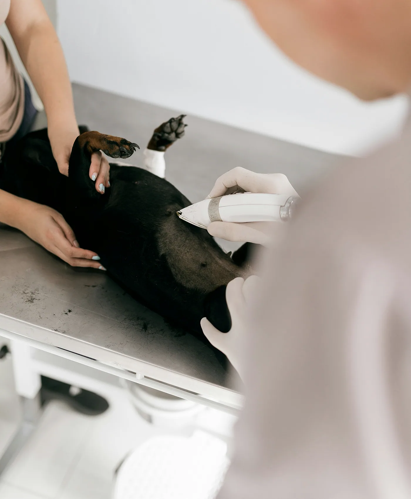 Atención veterinaria a un perro
