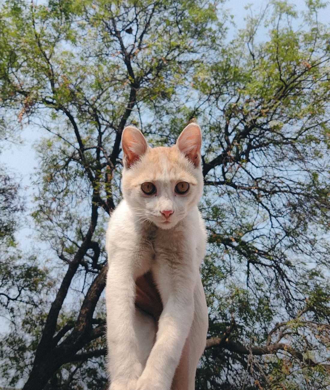 Gato mirando hacia la cámara