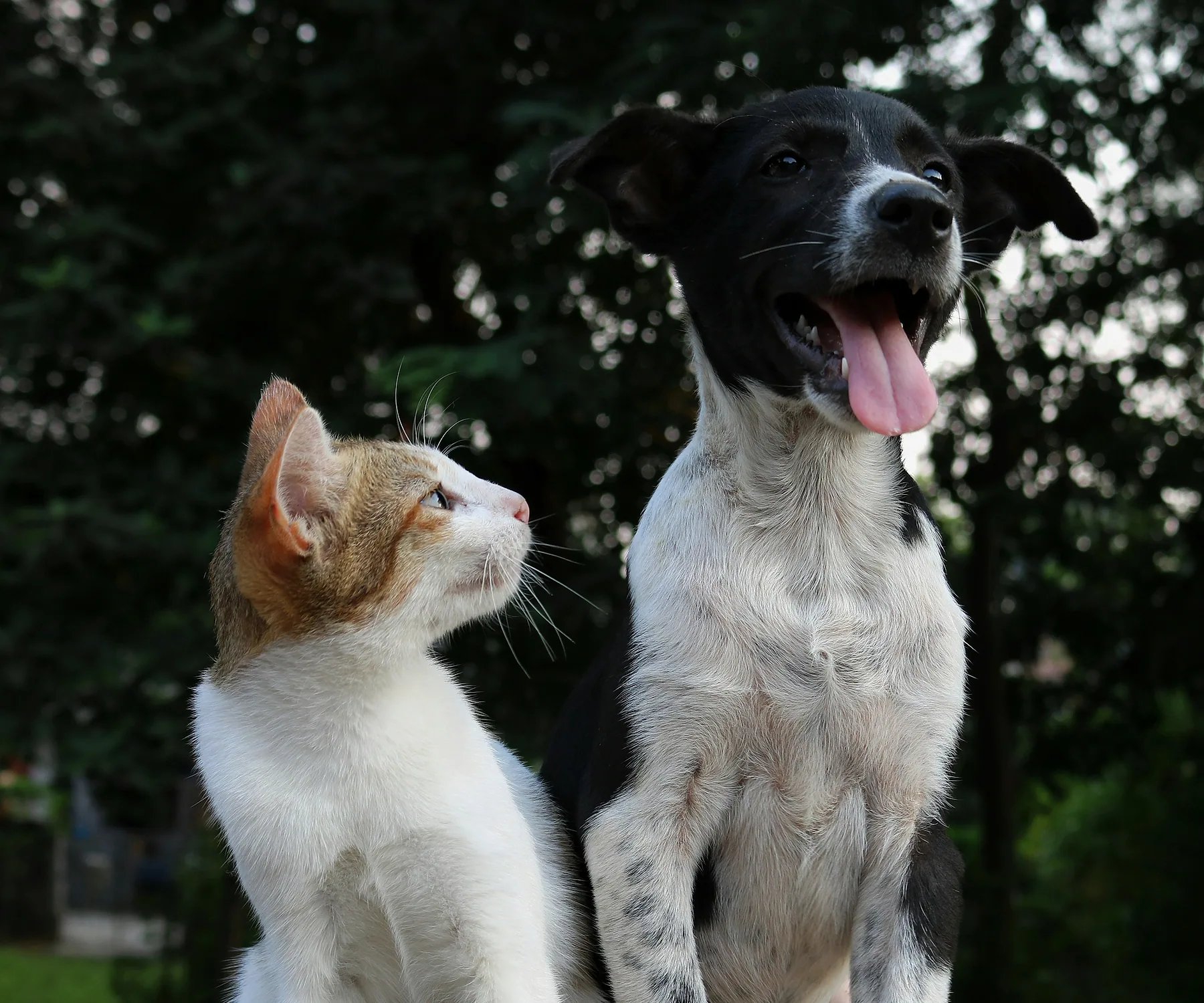 Perro y gato juntos